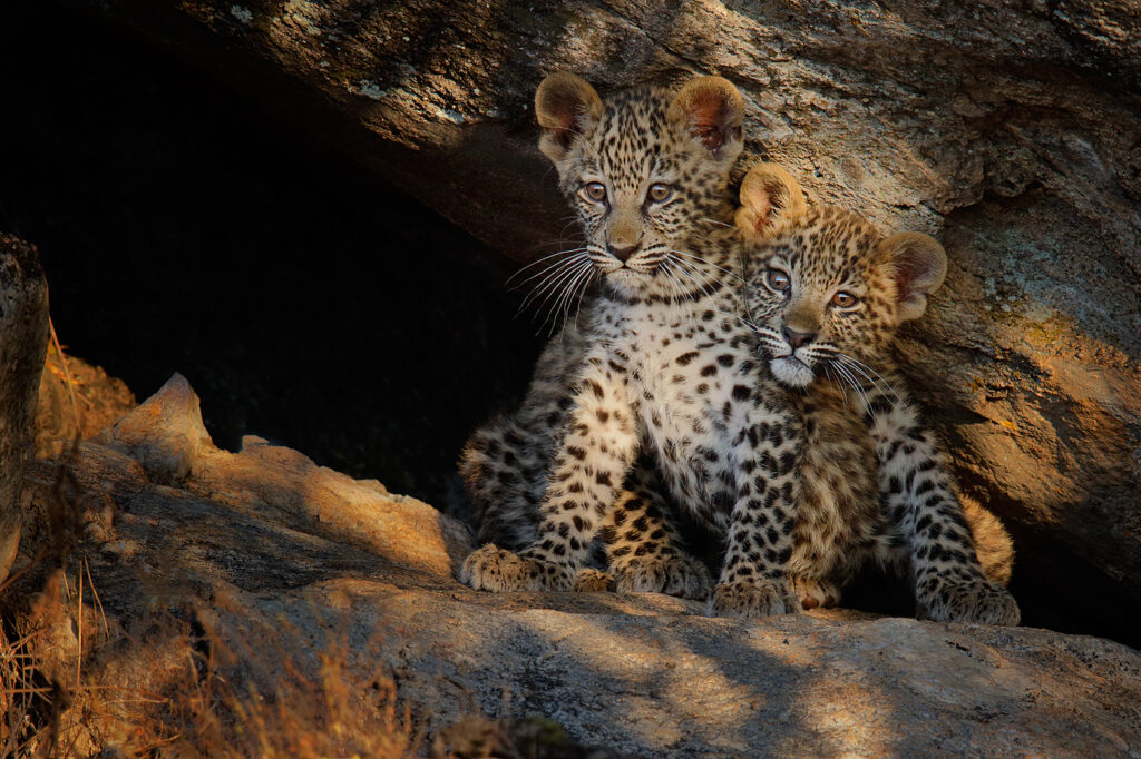 Two leopard cubs sitting on Leopard Rock