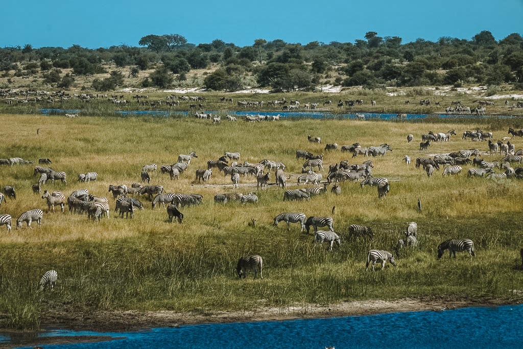 Zebra Migration in Boteti River