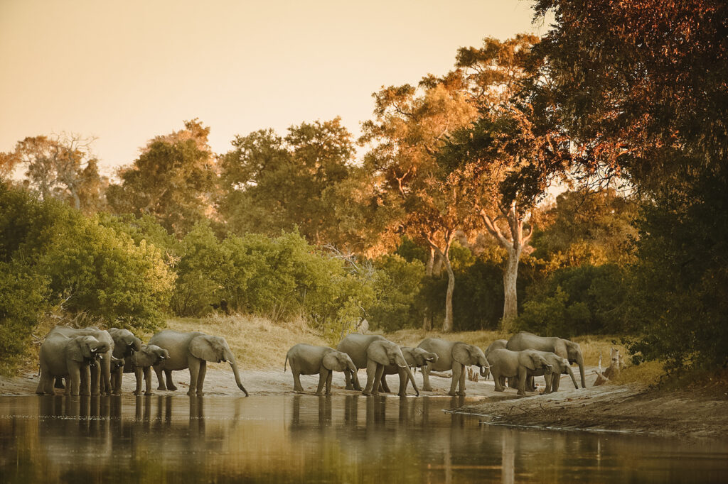 Elephants drinking in the Linyanti river Chobe national park