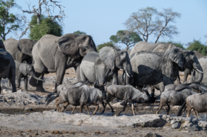 Elephants and Wildebeest