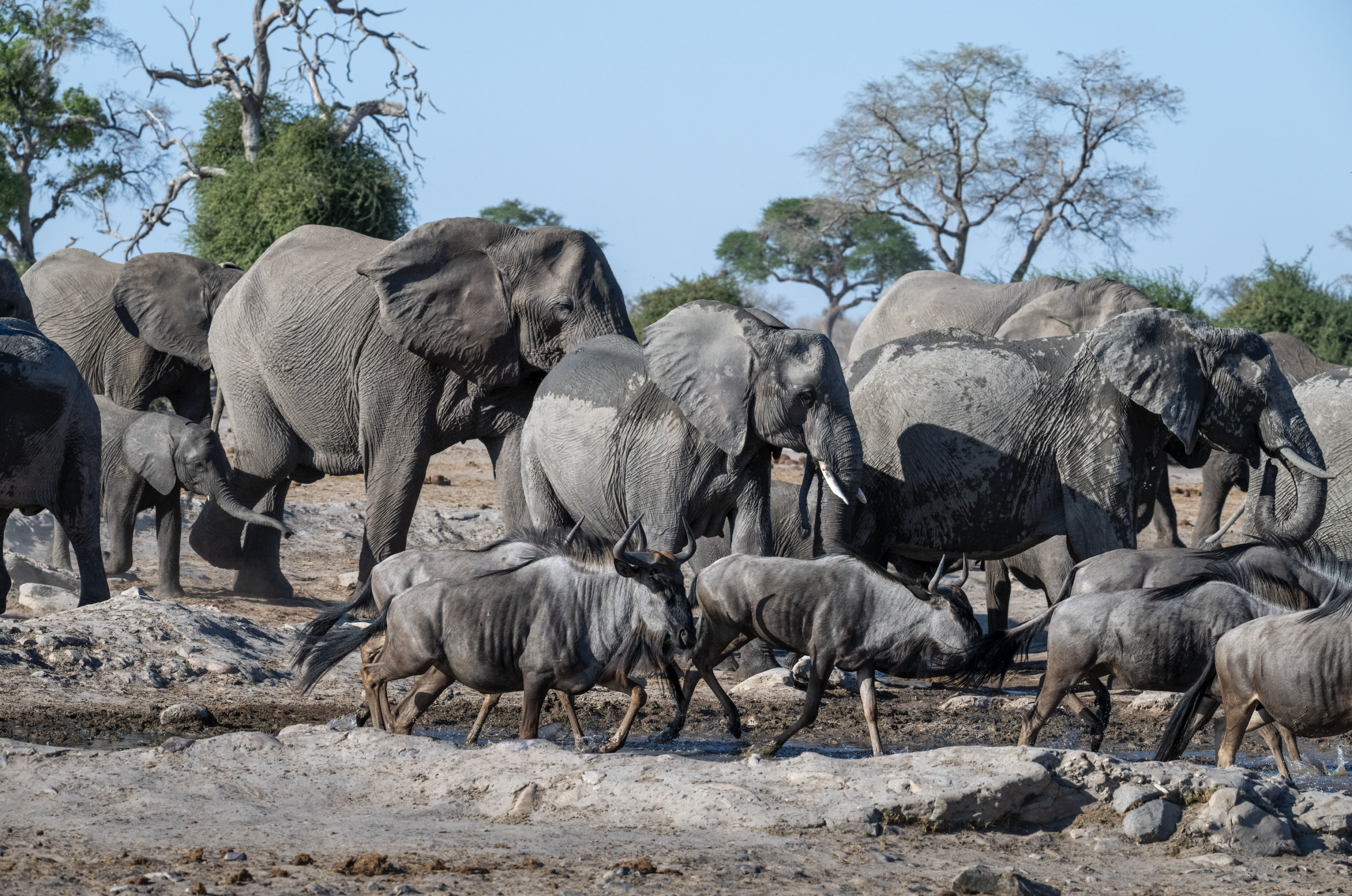 Elephants and Wildebeest