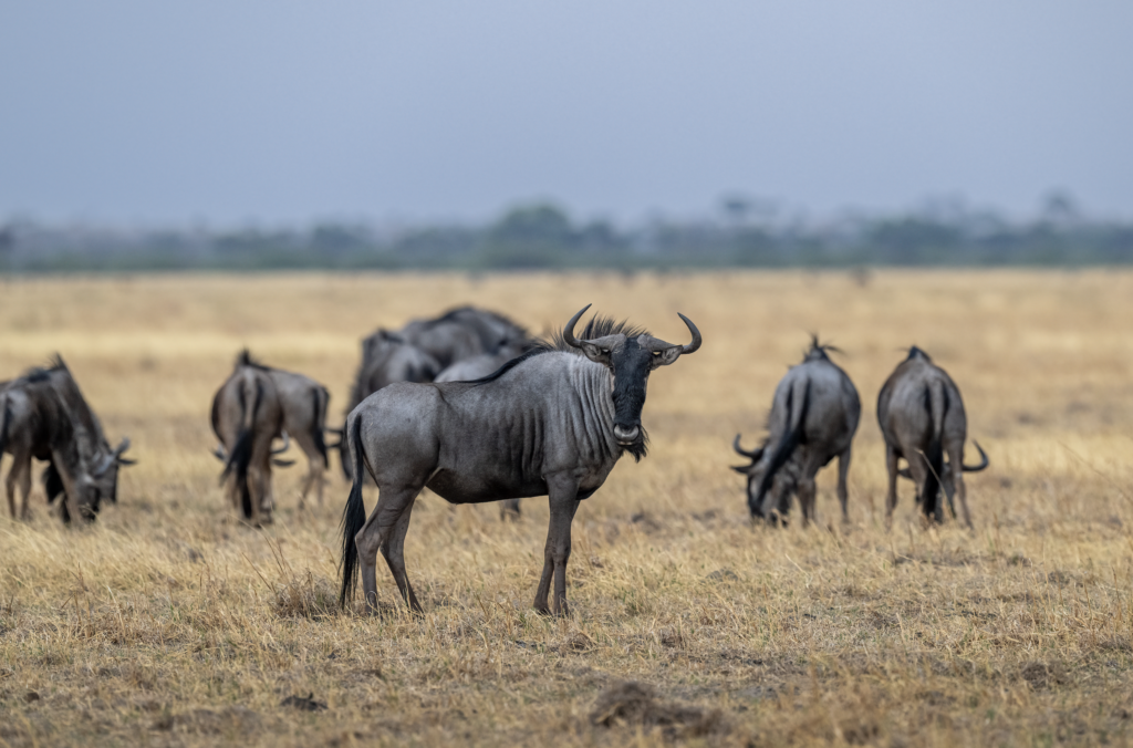 Wildebeest in Savuti During Game Drive