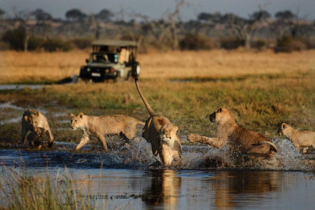 Game Viewing in Savuti