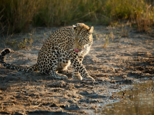Leopard by the water quenching thirst at SKL's Camp Savuti Spotted on a game Drive