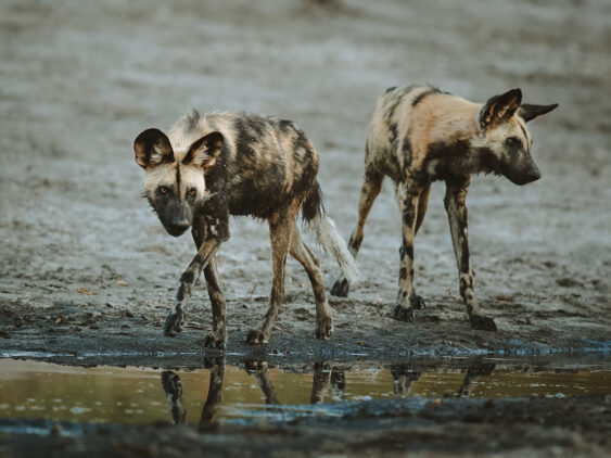 African Wild Dogs by the Savuti channel