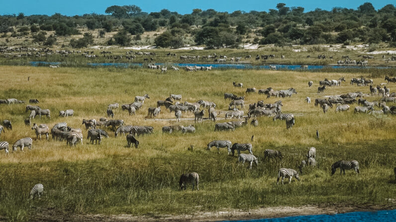 Zebra Migration in Boteti River